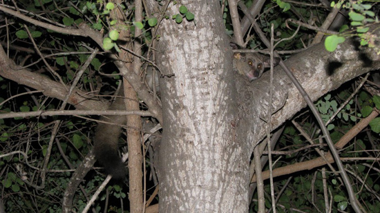 Bushbaby