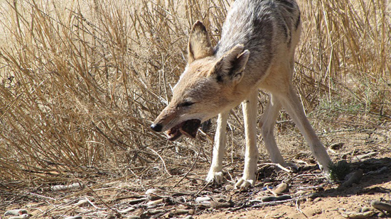 Un chacal qui mange