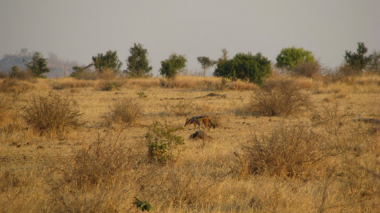 Chacals au loin