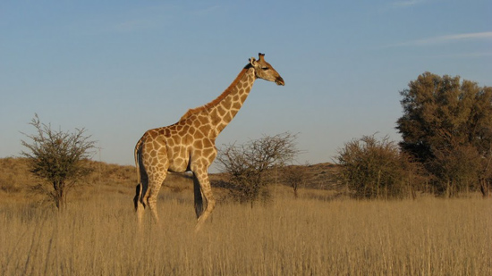 Girafe au soleil couchant