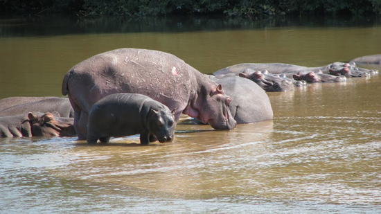 Bébé et Maman Hippos !