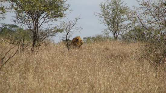 Lion dans les herbes