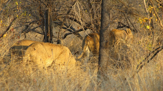Lionnes qui partent en chasse