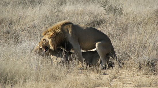 Accouplement de Lions