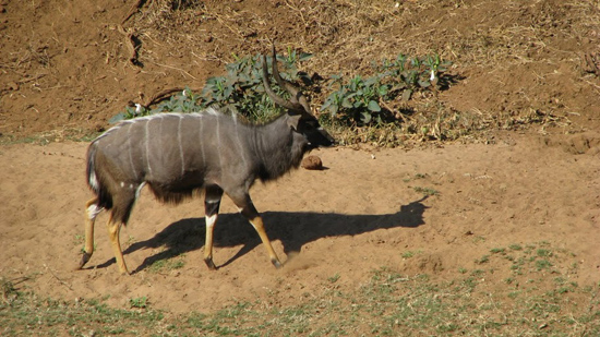 Majestueux Nyala !