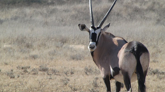 Un Oryx