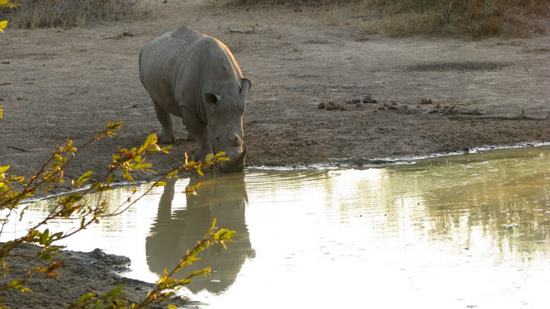 Rhino qui boit 