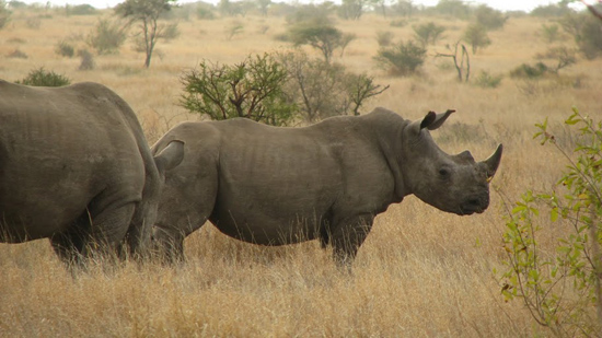 Rhinocéros Blanc