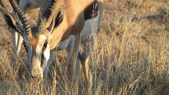 Springbok