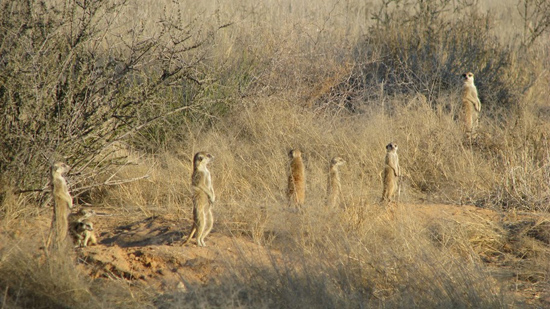 Suricates