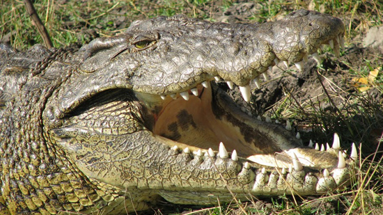 Crocodile avec une belle gueule