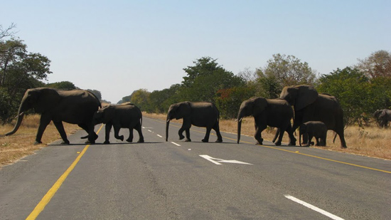 Eléphants qui traversent la route