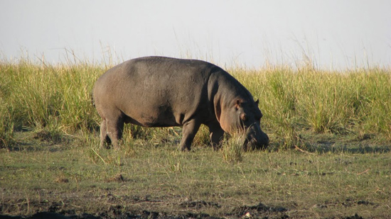 Hippo qui mange