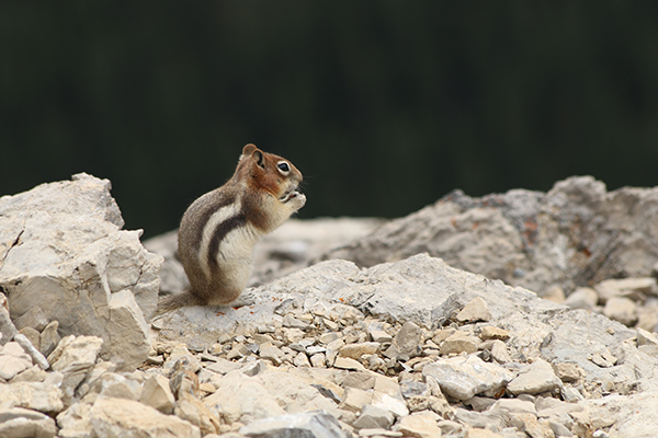 chipmunk