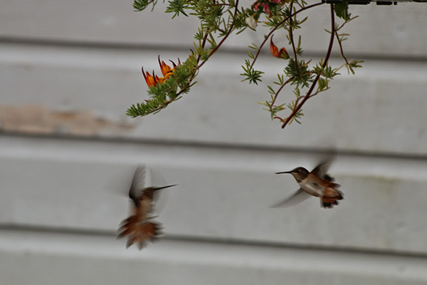 colibri