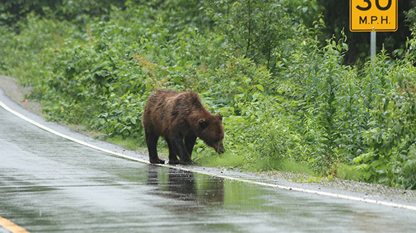grizzly_route