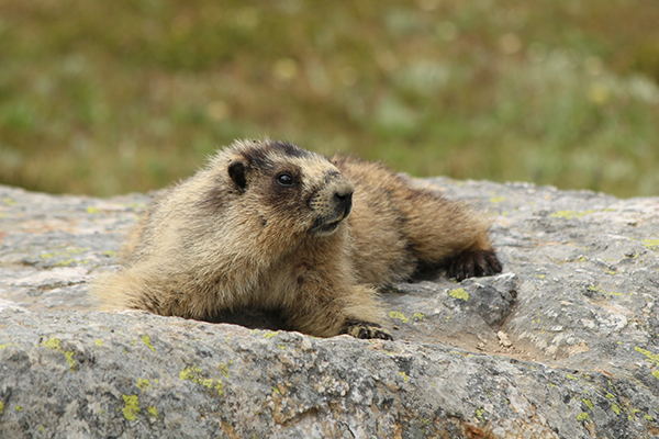 marmotte