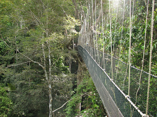 Canopy Walkway