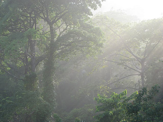 Jungle de Tioman