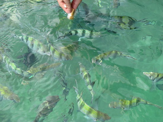 Poissons au pain de mie