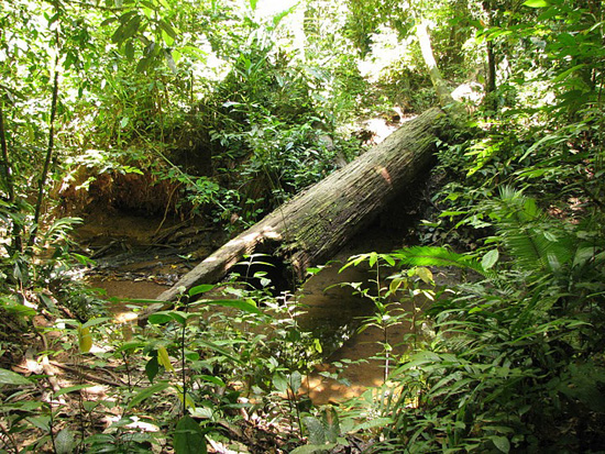 Pont dans la jungle