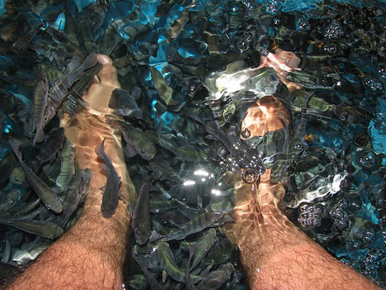 Les affreux Doctor Fish !