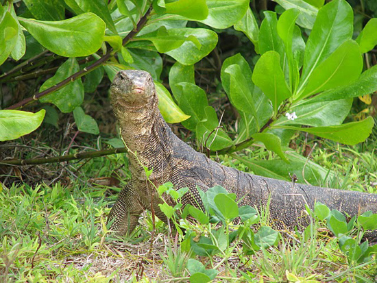 Varan de Coral Bay