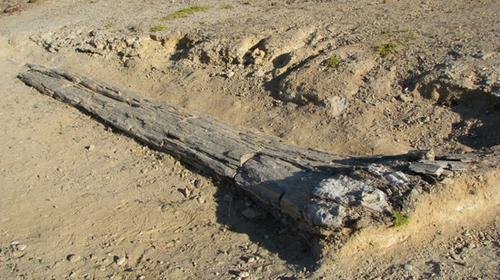 Un arbre pétrifié