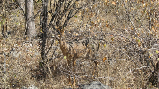 La Dikdik dans les fourrés