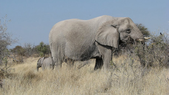 Bébé éléphant tout petit