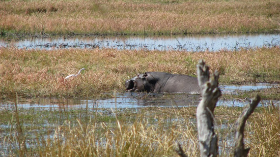 Hippopotame