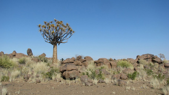 Un kookerboom