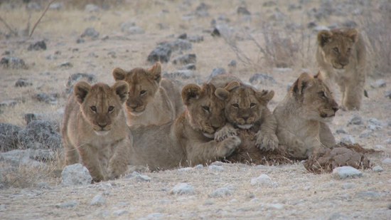 Les lionceaux