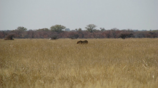 La lionne au zèbre