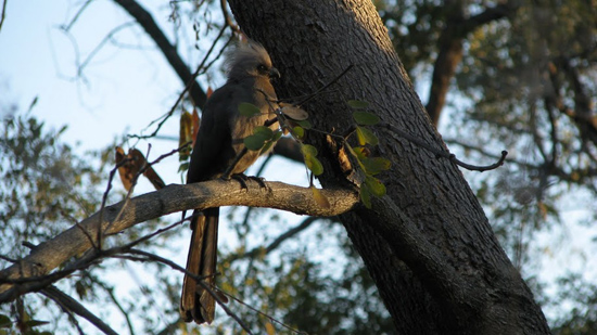 Oiseau Local