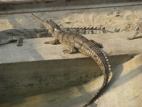 gavial