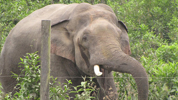 wild_elephant