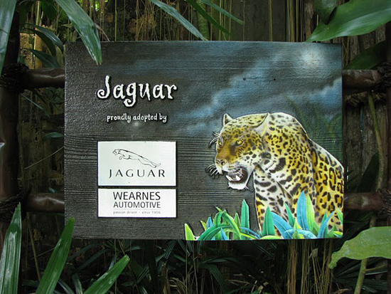 Jaguar Sponsorisé