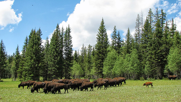 bisons_grand_canyon