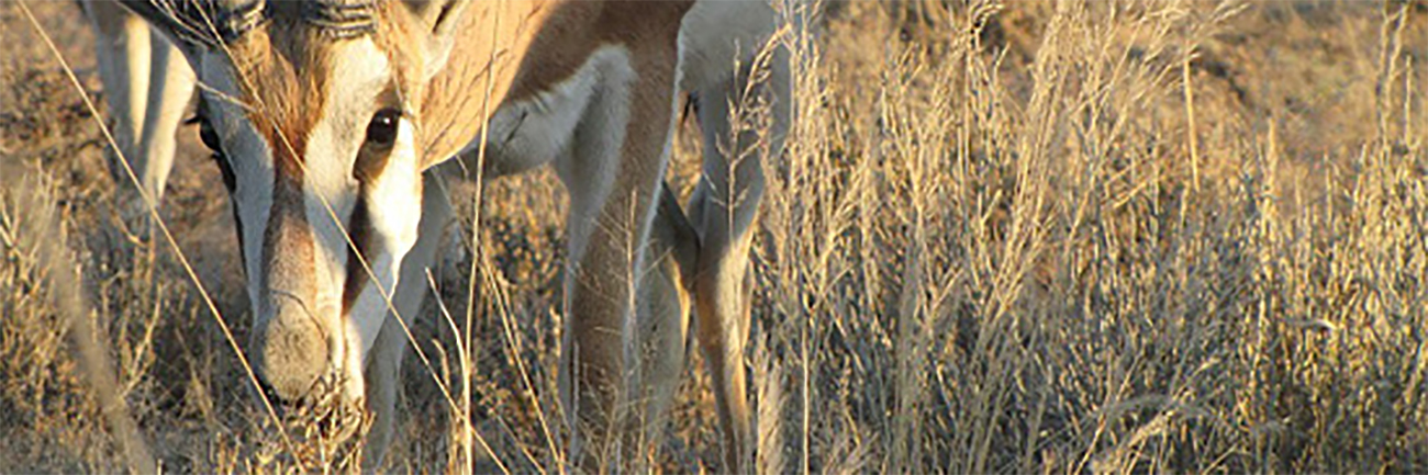 Dimanche 17 Juillet : Le Kgalagadi Transfrontier Park