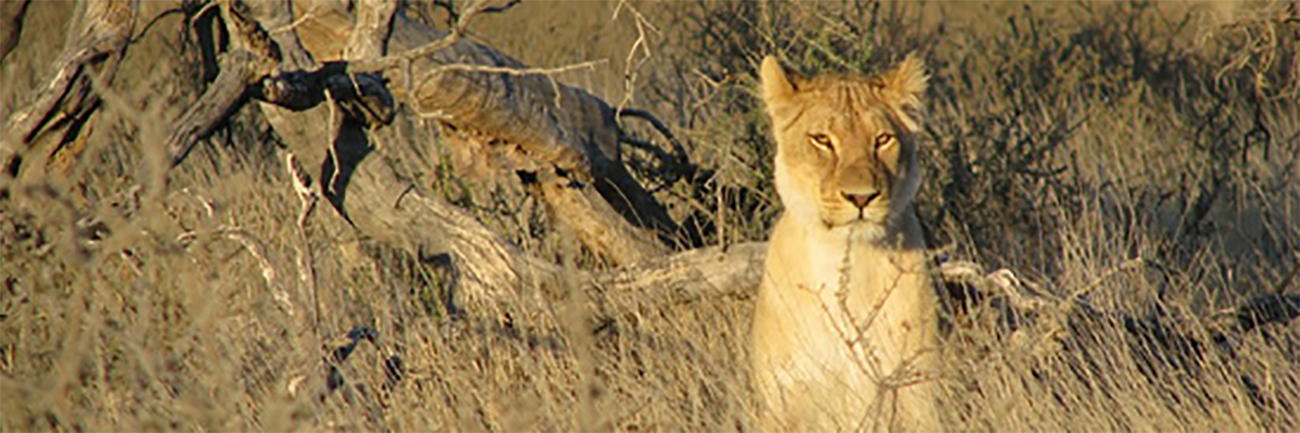 Mardi 19 Juillet : Oups, une lionne !