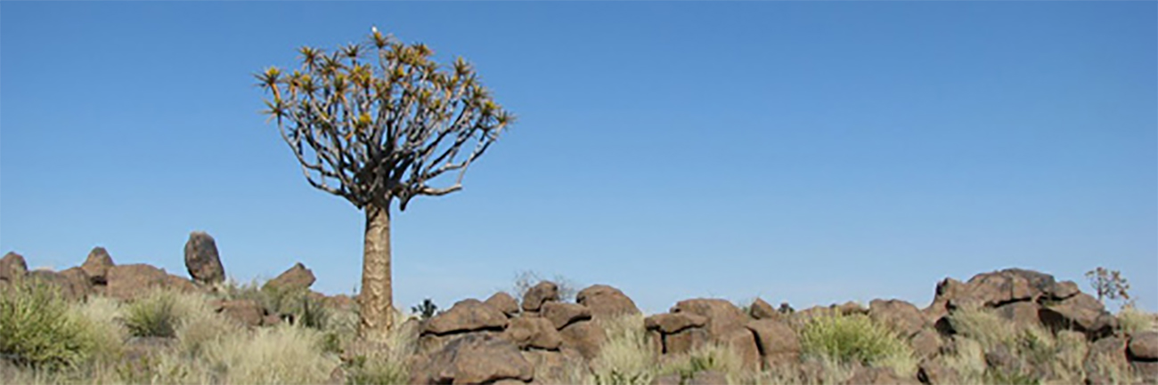 Mercredi 20 Juillet : Kookerboom et baignade !