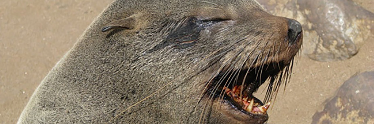 Lundi 25 Juillet : Cape Cross Seal Reserve