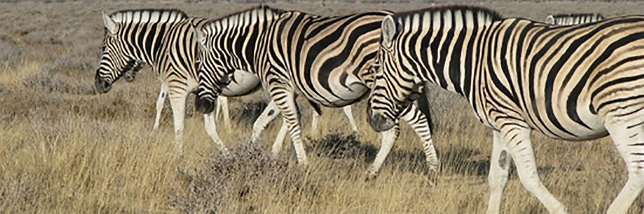 Samedi 30 Juillet : Etosha, nous voilà !