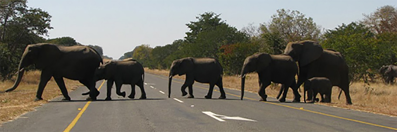 Vendredi 5 Août : Croisière sur la rivière du parc Chobe