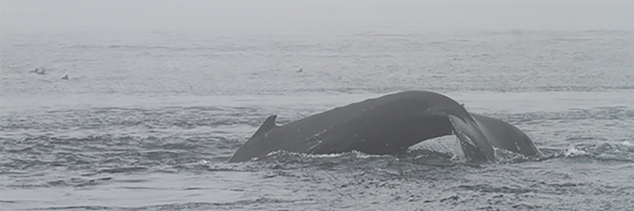 Lundi 14 Juillet : Whale Watching & San Jose Bay